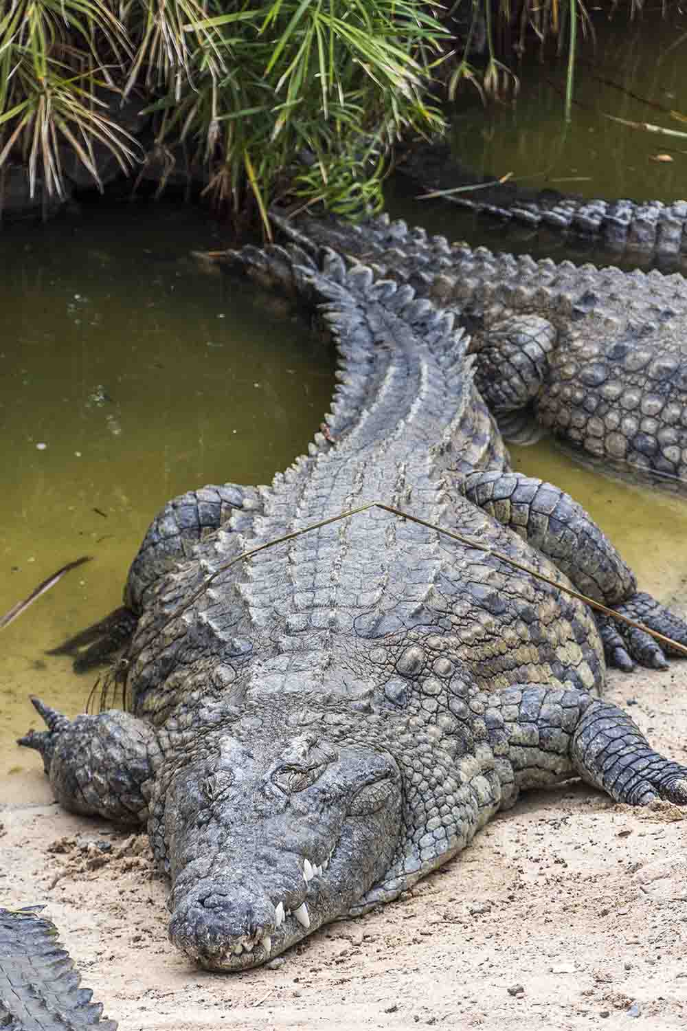 crocodile